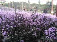 Cameron Highlands’ Green Gem