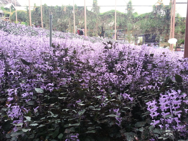 Cameron Highlands’ Green Gem