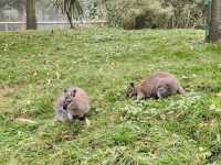A Family Day Out at Lotherton Hall: Nature and Wildlife