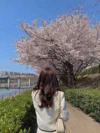 Discovering Daegu: A Perfect Blend of Tradition and Modernity