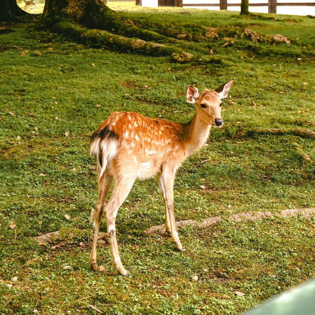 ครี่งวันชิลๆ ที่เมืองนารา 🦌