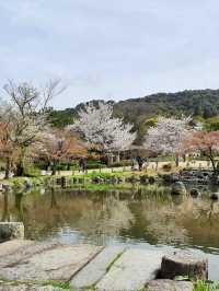 MARUYAMA PARK | KYOTO'S BELOVED CHERRY BLOSSOM GATHERING SPOT