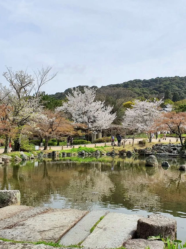 MARUYAMA PARK | KYOTO'S BELOVED CHERRY BLOSSOM GATHERING SPOT