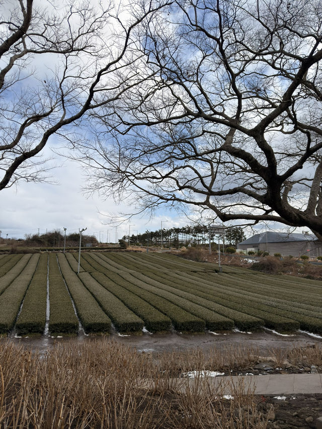 韓國濟州🍊｜遍地茶園的「Osulloc茶博物館」🌱