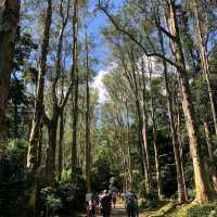 城門水塘（Shing Mun Reservoir）