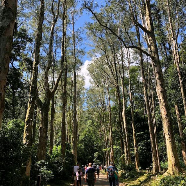 城門水塘（Shing Mun Reservoir）
