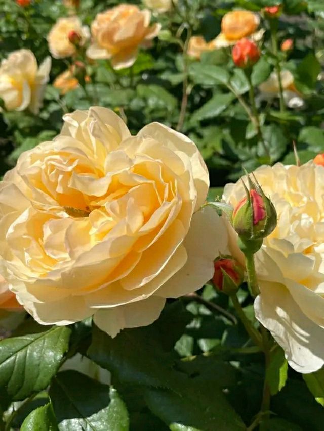 A Peaceful Escape in the Heart of the City: Hyde Park