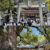 Still Dreaming of Kyushu: A Month Later and I’m Ready to Go Back!