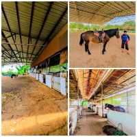 Horse Riding - Hanoi's Hidden Gem