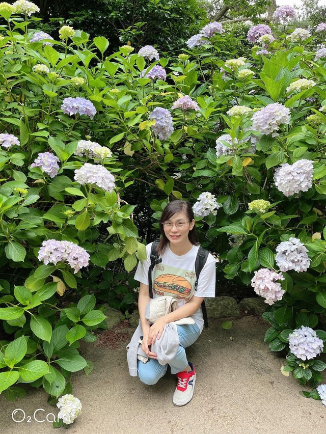 韓國🇰🇷釜山 太宗臺搭Danubi 小火車 六月來賞繡球花超值得！