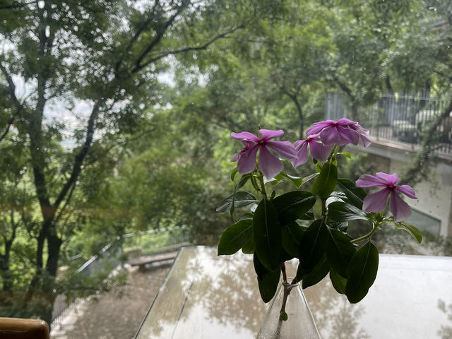 福建泉州茗山清源茶院：如果非要出家一次，一定是這裡沒錯。