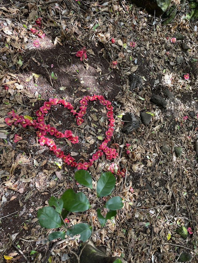 🌳 서귀포 치유의숲, 제주의 자연 힐링! 