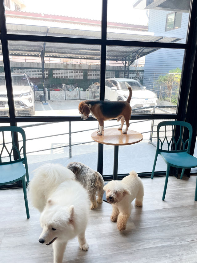 คาเฟ่น้องหมา พัทยา ฟินมากกก! 🐶