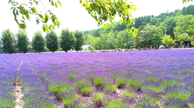一面のラベンダー畑　夏の北海道の「ファーム富田」