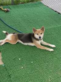 【雨の日でも行ける！宮古島穴場スポットで動物と触れ合い体験】  