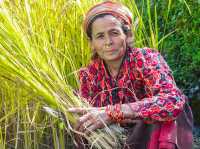 Bajhang paradise of hemp production 