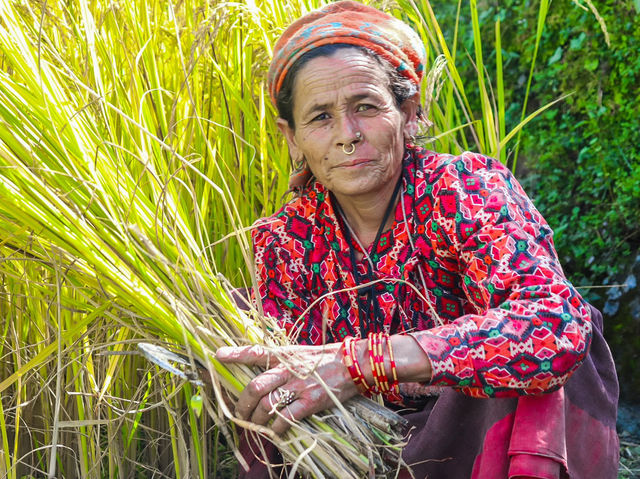 Bajhang paradise of hemp production 