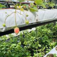 Strawberry Farm with a View 