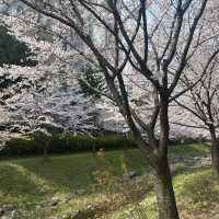 청주 벚꽃이 예쁜 오송호수공원 🌸