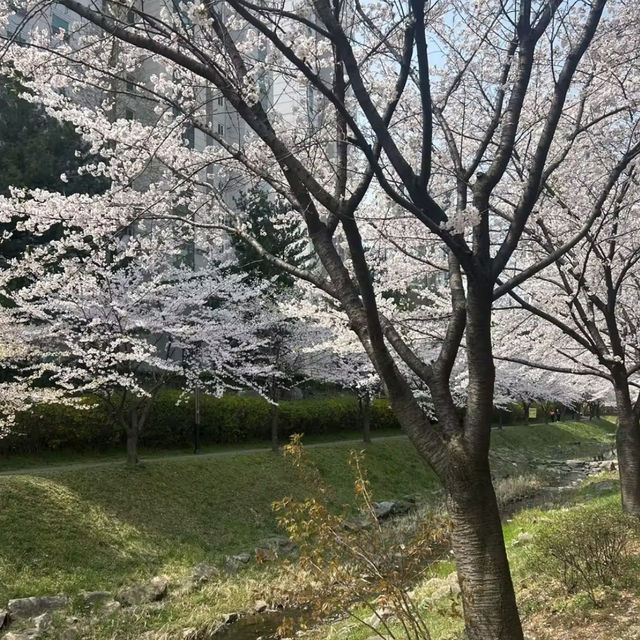 청주 벚꽃이 예쁜 오송호수공원 🌸
