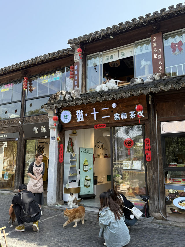 蘇州｜平江路「貓十二」貓咖天堂❤️