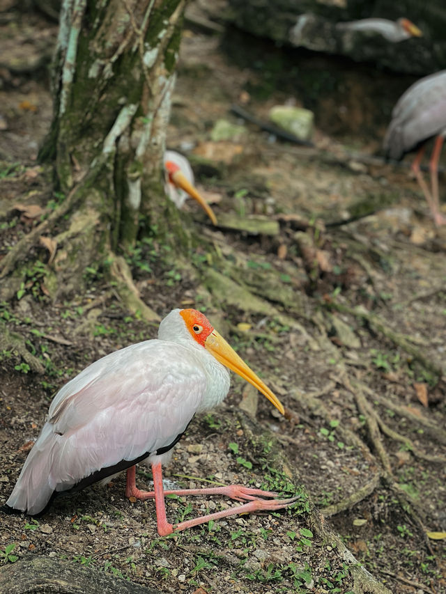 Birds, Beauty & Tropical Vibes at KL Bird Park 🦜🌴