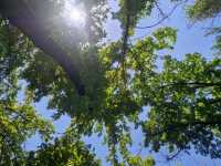 Walking around will feel as if you're in nature 24/7