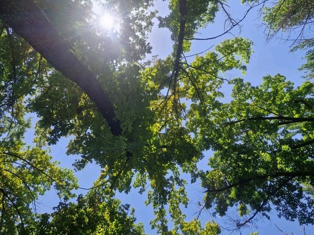 Walking around will feel as if you're in nature 24/7