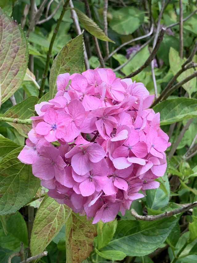 【京都🇯🇵】あじさい寺へ💐