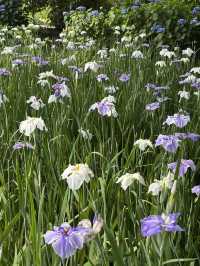花に癒される！季節の花畑͛💠有名な観光地は？