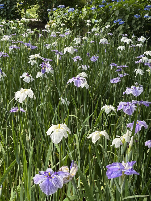 花に癒される！季節の花畑͛💠有名な観光地は？