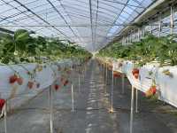 🍓 Sweetest Family Memories at Fruits Garden Yamagata