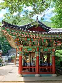 편백 숲길 따라 천년 고찰까지의 상쾌한 숲속 산책🌲