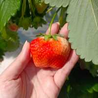กินสตอร์เบอรี่สีขาวแบบบุฟเฟ่ต์ที่Tsujiguchi Farm