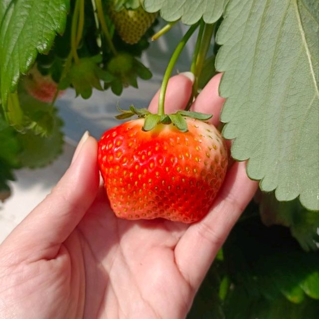 กินสตอร์เบอรี่สีขาวแบบบุฟเฟ่ต์ที่Tsujiguchi Farm