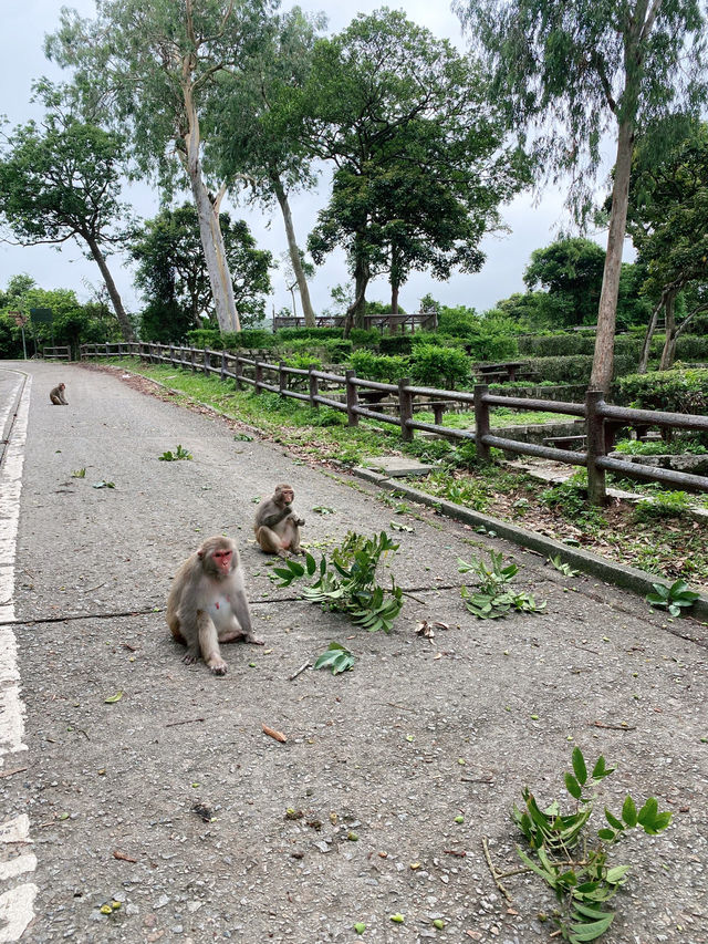 香港｜麥徑六段：馬騮山🐒——城門水塘