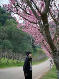 สวนซากุระ สถานีเกษตรหลวงอ่างขาง