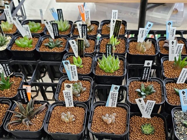 富山人的週末日常就在〔總曲輪〕親子散步市集好去處