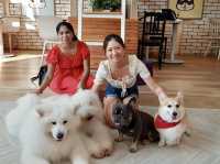 "The cutest dog café 🐶 @ Dog in Town!”