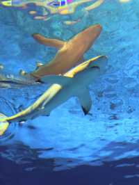 沖繩｜再遠都值得跑一趟 美麗海水族館的黑潮之美