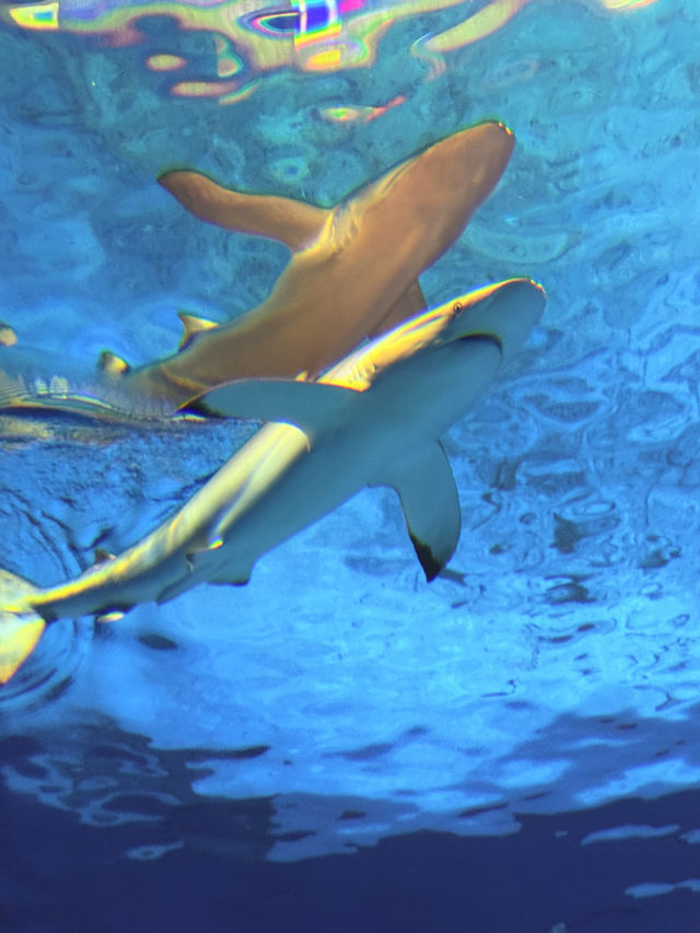 沖繩｜再遠都值得跑一趟 美麗海水族館的黑潮之美