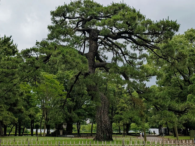 A Floral Escape at Yoyogi Park