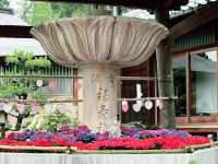 關西6月必訪！三室户寺繡球花盛放 京都1小時直達