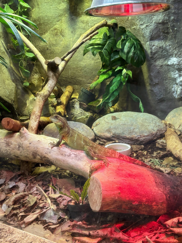 🐾台北市立動物園｜一次療癒整個動物宇宙的親子冒險，一票玩整天超值又開心！