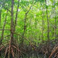 Sundarbans – Where the Forest Breathes with the Tides 🌿🐅