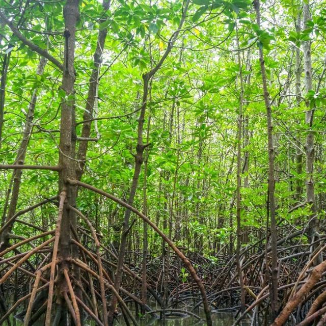 Sundarbans – Where the Forest Breathes with the Tides 🌿🐅
