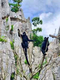 🌳🐒 “Step into the Wild!” – Asian Rainforest Adventure Singapore 