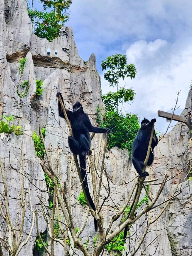 🌳🐒 “Step into the Wild!” – Asian Rainforest Adventure Singapore 