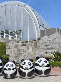 可愛的小熊貓落在澳門🐼🐼