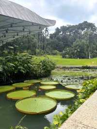 Discovering the Botanic Gardens Singapore